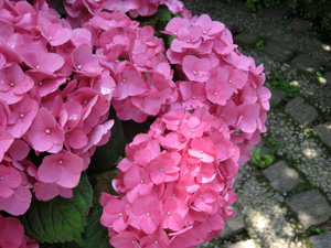 IMG_0826.jpg