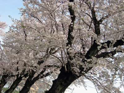 sakura2009-1.jpg