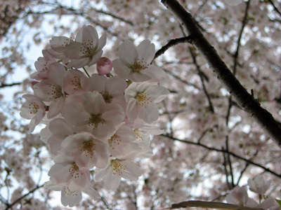 sakura2009-2.jpg